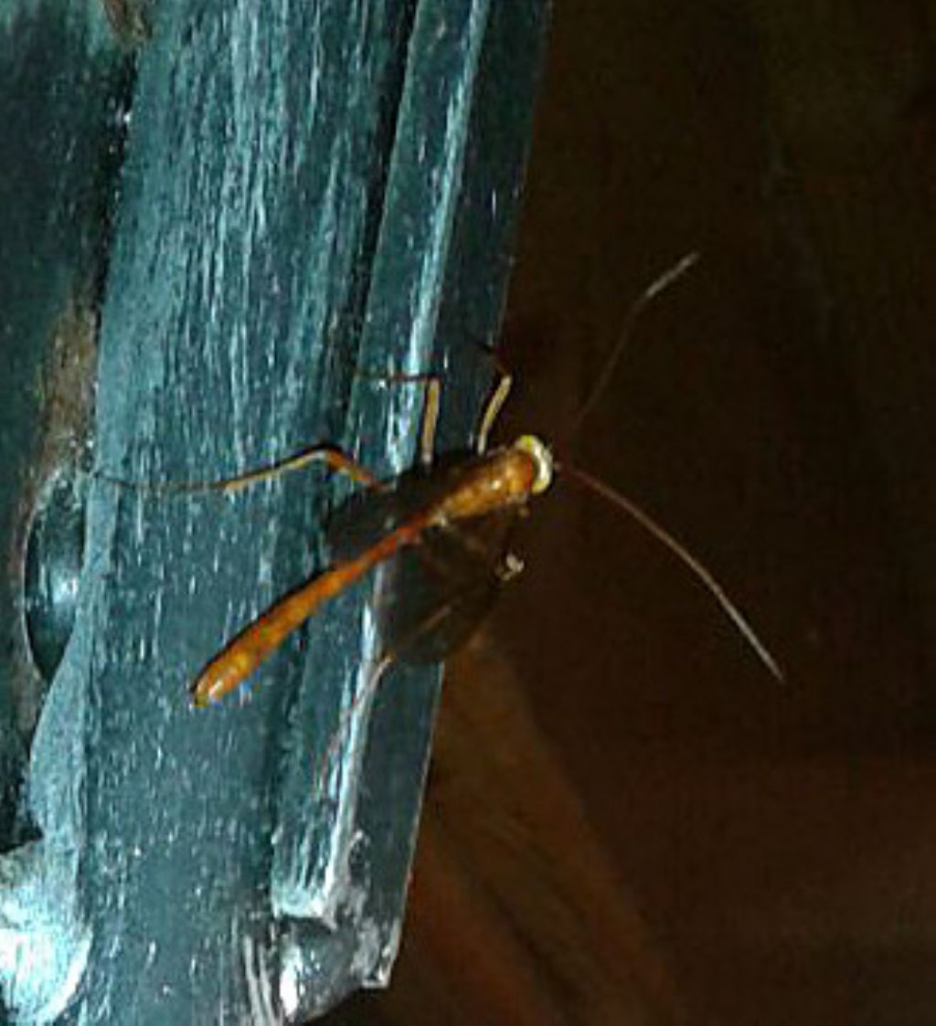 Ichneumonidae da ID